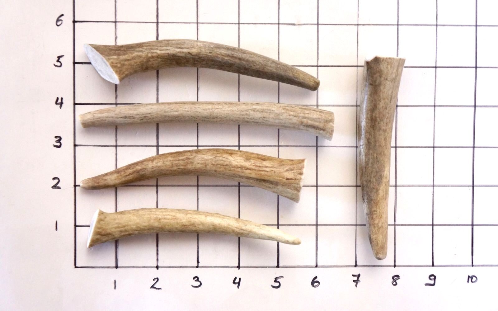 Deer & Elk Antler Chews - Five (5) Piece Antler Treat For Small Dogs Dog Bones