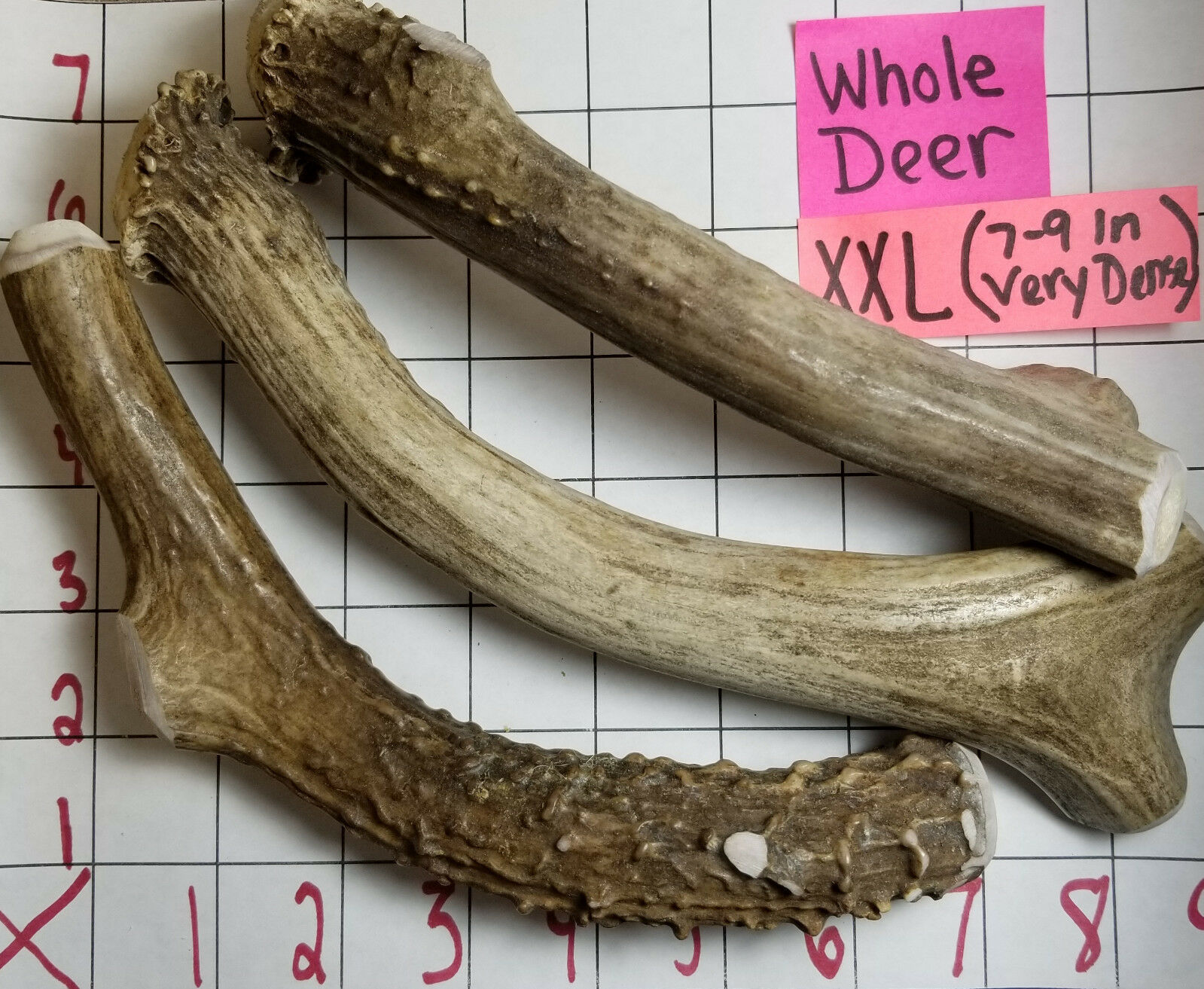 Whole Real Mule Deer Antler Dog Bone Chews Small Medium Large Xl Treat Toy Xxl